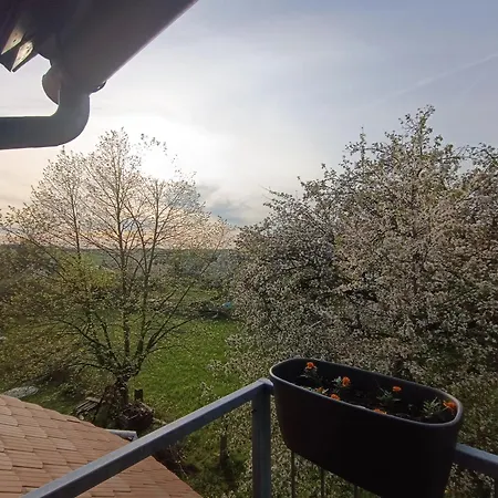 Ruheoase Mit Baumkronenblick